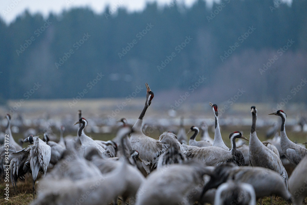 Fototapeta premium Group of cranes eating and fighting and standing around the lake
