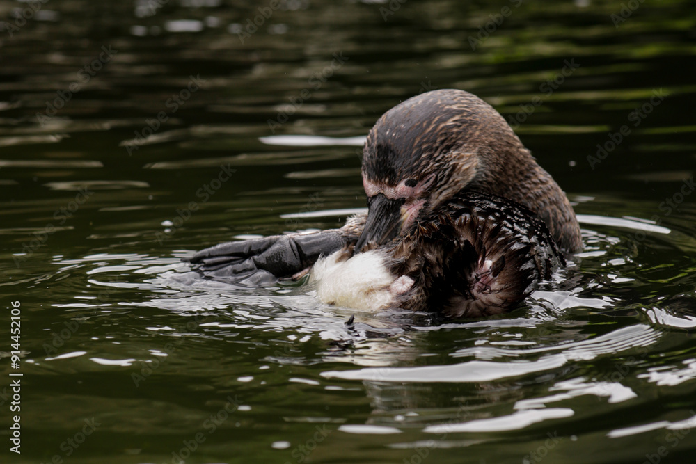 Naklejka premium A Humboldt penguin washing its feathers