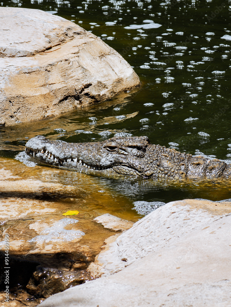 krokodyl kajman aligator gad dzika natura krokodyl kajman aligator gad dzika natura