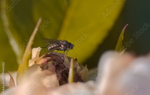 Macro fly perched on flower photo