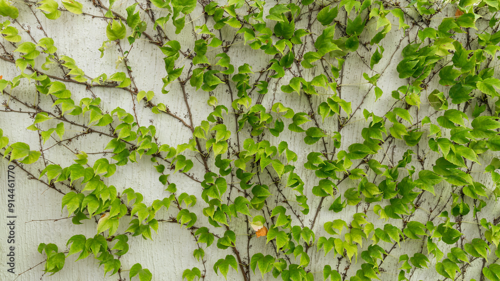 background with ivy on the wall background with ivy on the wall