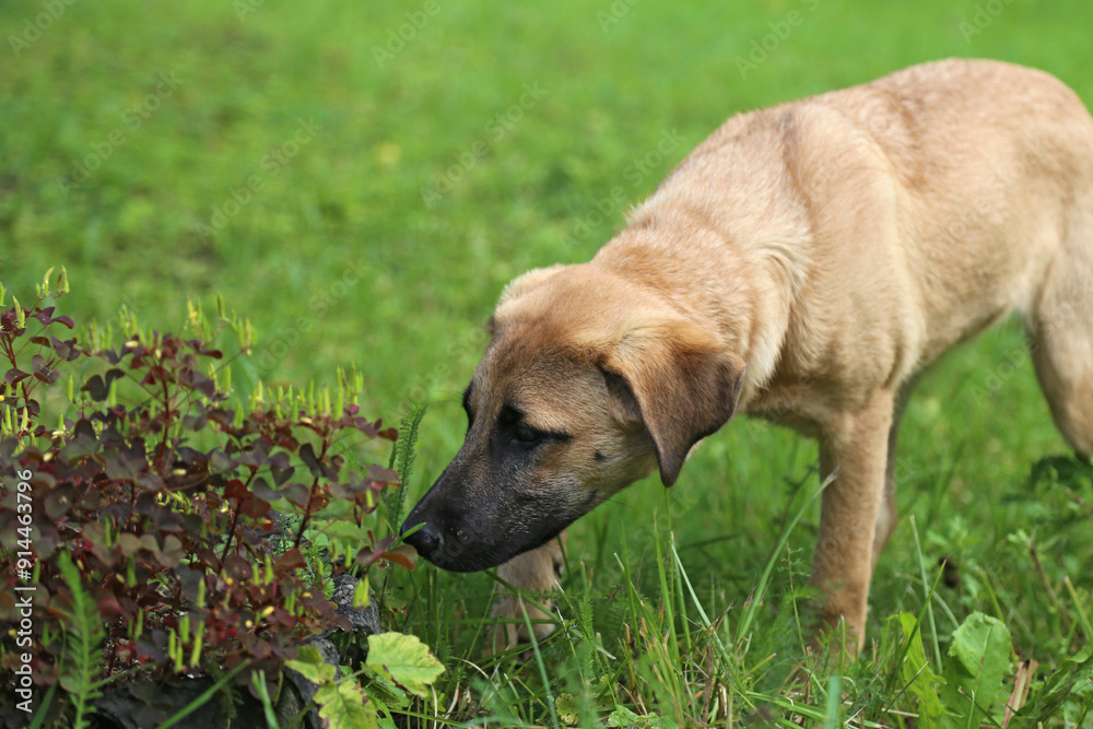 A red dog walks on the green grass and sniffs. A red dog walks on the green grass and sniffs.