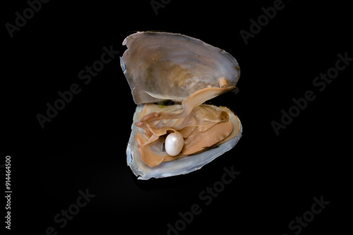 open clam shell with white pearl on black background