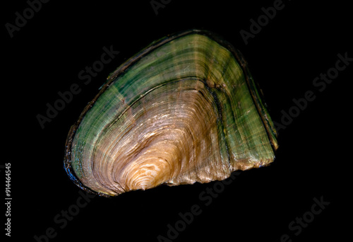 clam shell on black background