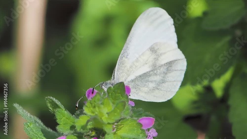 Green veined white (Pieris napi) butterfly hangs on a flower eating nectar photo