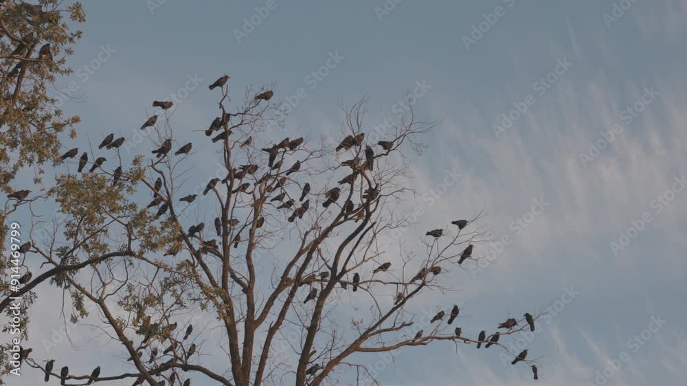 Flock of crows flies from the treetops. Silhouette flock of birds, fly in different directions from bare tree branches. Slow Motion Footage of flock crows. ProRes 422, ungraded C-LOG 10 bit color Flock of crows flies from the treetops. Silhouette flock of birds, fly in different directions from bare tree branches. Slow Motion Footage of flock crows. ProRes 422, ungraded C-LOG 10 bit color