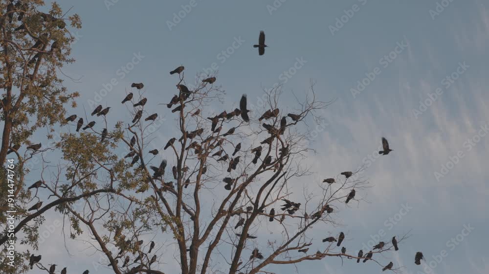Flock of crows flies from the treetops. Silhouette flock of birds, fly in different directions from bare tree branches. Slow Motion Footage of flock crows. ProRes 422, ungraded C-LOG 10 bit color