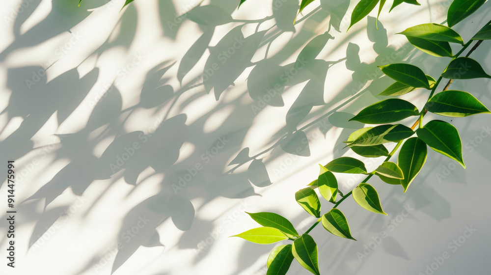 tree leafes shadow on white background tree leafes shadow on white background