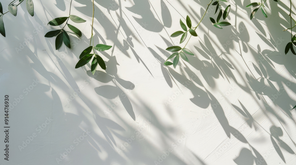 tree leafes shadow on white background tree leafes shadow on white background