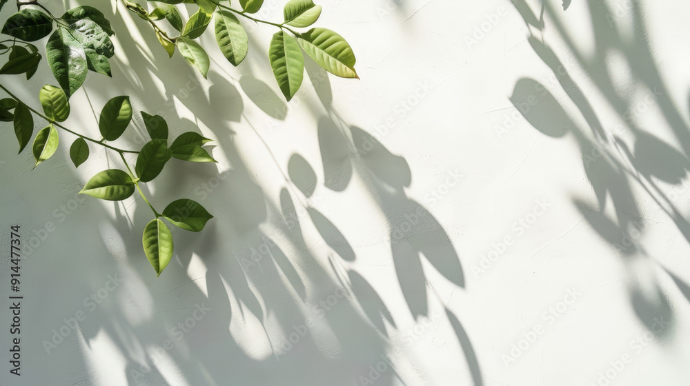 tree leafes shadow on white background tree leafes shadow on white background
