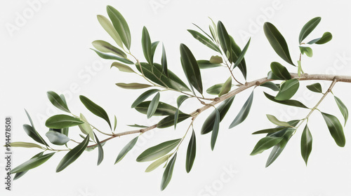 branch of olive tree isolated on white