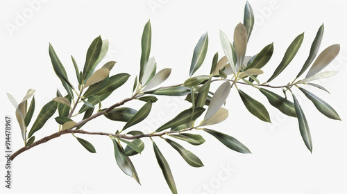 branch of olive tree isolated on white