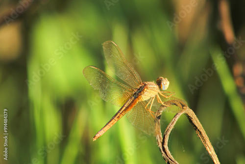 Dragonfly on dry plant in nature. Selective focus.