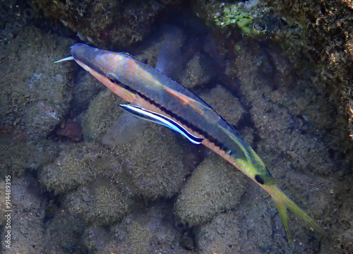 Close up of Cleaner Wrasse, scientific name of small fish is Labroides dimidiatus, belongs to family Labridae. It feeds by removing ectoparasites from tissues of other fish, Aqaba gulf,  Red Sea photo