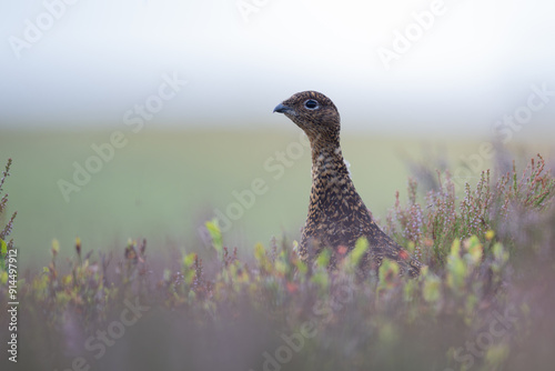 Red Grouse, Lagopus lagopus, amongst heather