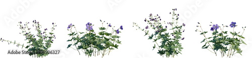 Set of Geranium phaeum and Geranium Jolly Bee (Geranium Rozanne) isolated png on a transparent background perfectly cutout high resolution photo