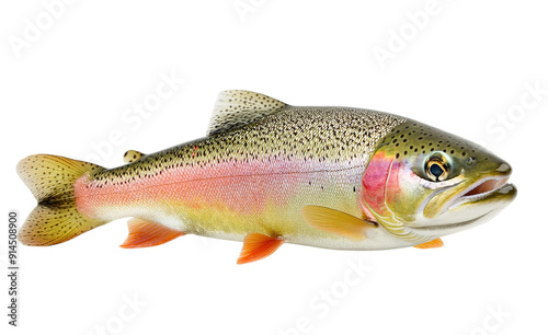 Rainbow Trout Fish Isolated on Transparent Background