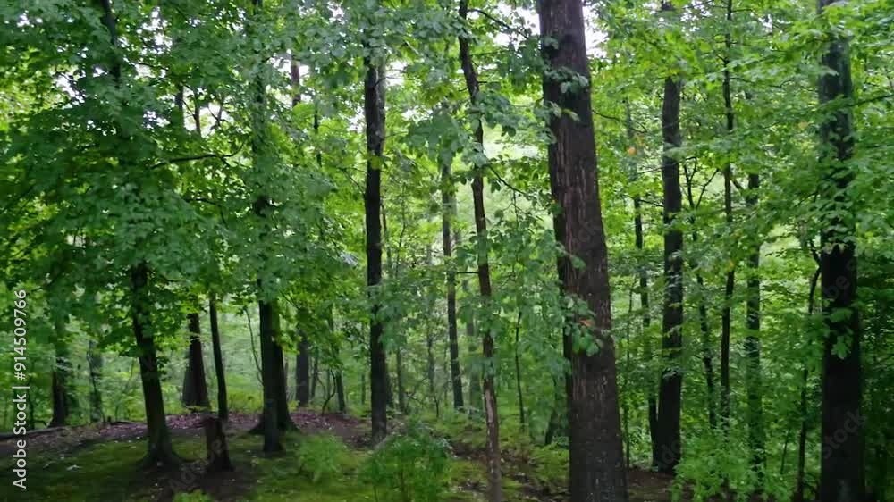 Light rain and soft birdsong in a mossy forest Light rain and soft birdsong in a mossy forest