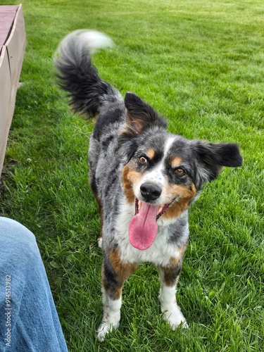 Cute dogs having fun