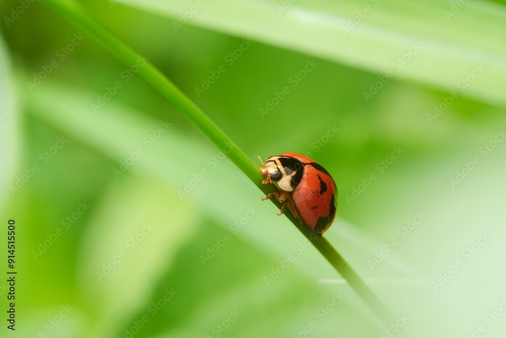 Fototapeta premium ladybug on green leaf Worlds Photography Day 8152693_1920_copy_7138x4758.jpg