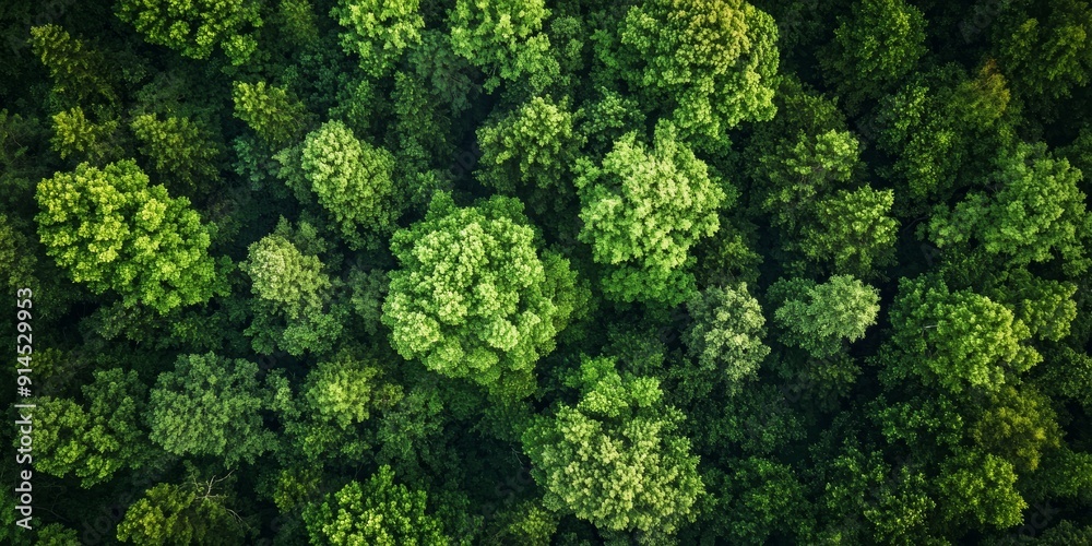 Aerial View of a Beautiful Forest Landscape for Travel and Nature Concepts Generative AI Aerial View of a Beautiful Forest Landscape for Travel and Nature Concepts Generative AI
