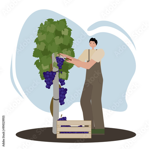 A man pruning grapes from vine in vineyard with pruner. Vector illustration in flat style on  white background isolated. Ideal for demonstrating farm life, agricultural tools and seasonal products