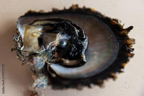 A Tahitian black pearl rests inside a live oyster. The meat of the shellfish is attached to the pearlescent shell.  photo