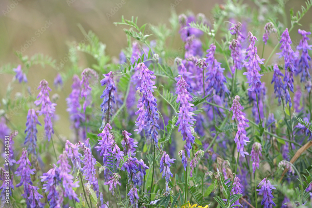 Purple Vicia cracca, Tufted Vetch, in flower. Purple Vicia cracca, Tufted Vetch, in flower.