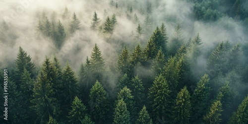 Misty Forest Aerial View with Pine Trees and Foggy Atmospheric Nature Background Generative AI