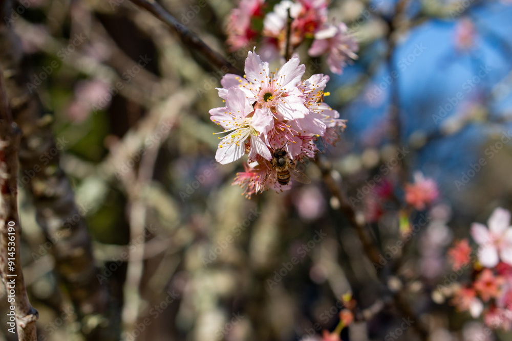 Flor de cerejeira. Sakura Flor de cerejeira. Sakura