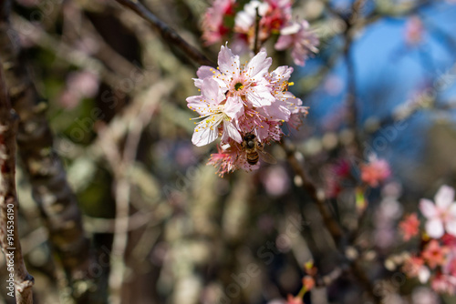 Flor de cerejeira. Sakura photo