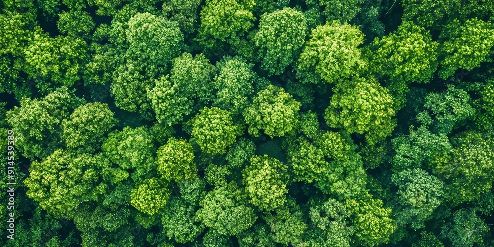 Fototapeta premium Summer Forest Aerial View from Drone, Nature Landscape Photography Generative AI