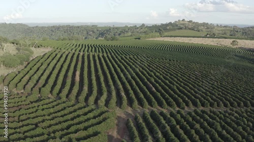 Panorama of coffee field