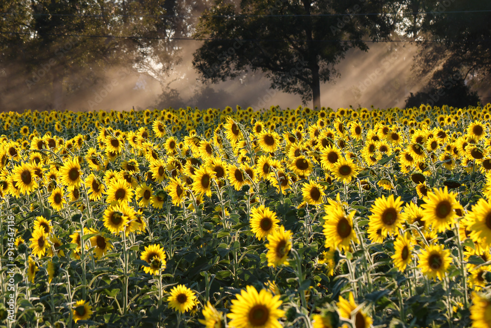 Fototapeta premium Sunflower field at sunset