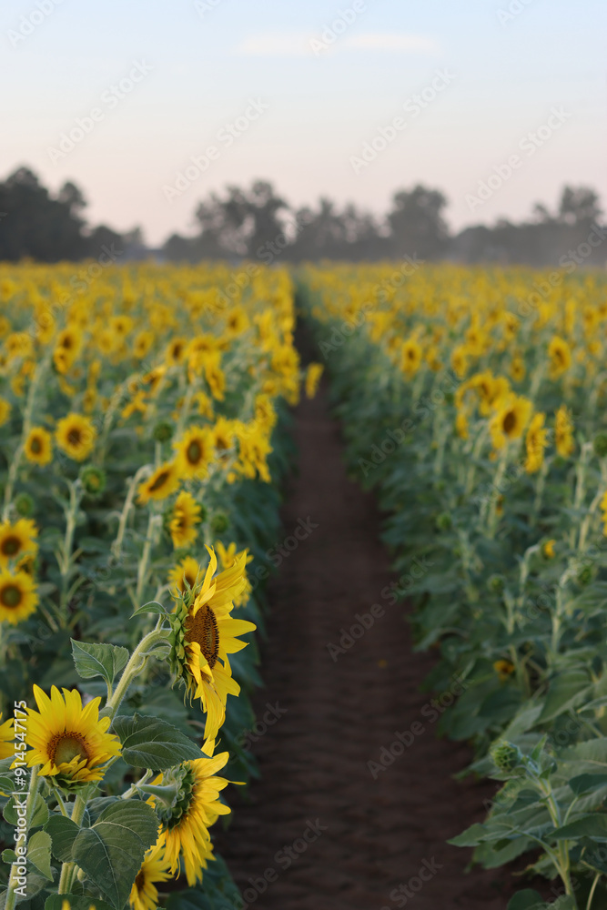 Fototapeta premium Field of sunflowers