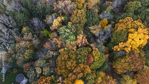 aerial view of autumn trees