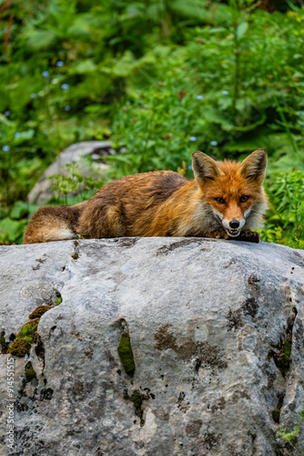 Nationalpark Gesäuse Fuchs