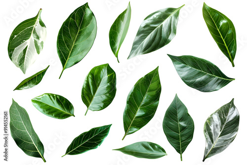 Set of ficus audrey leaves isolated on transparent background. PNG, cutout. Clipart collection of green tropical plant.