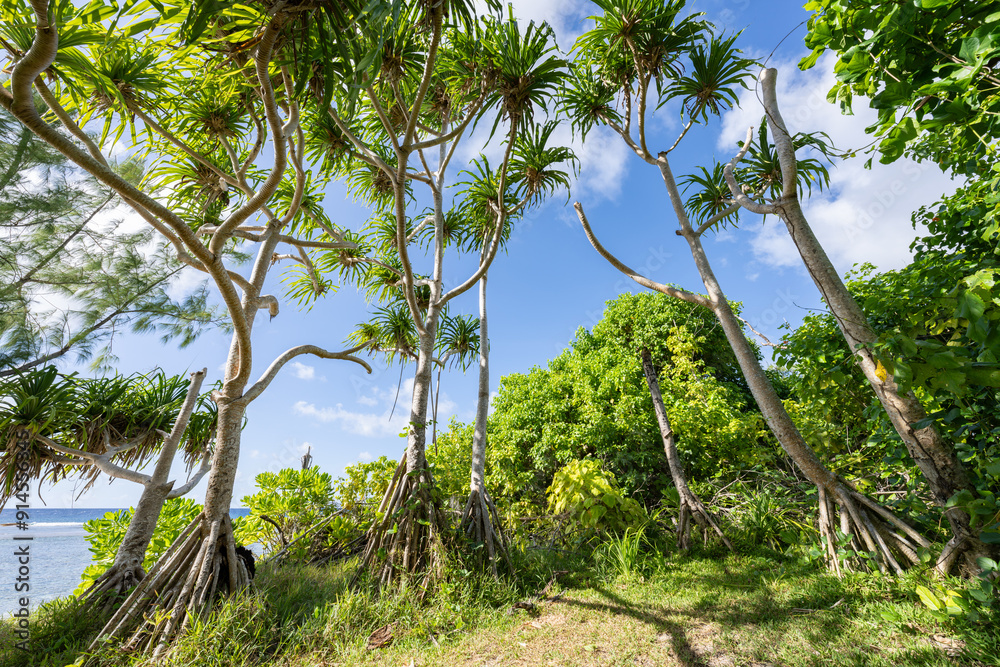 Palm trees near the beach, Guam, US Territory Palm trees near the beach, Guam, US Territory