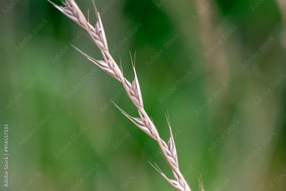 Fototapeta premium Ear of a poison darnel, Lolium temulentum