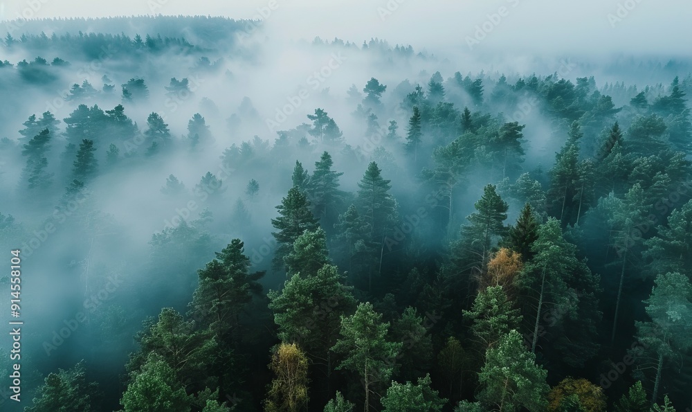 Aerial view of foggy forest during morning mist Aerial view of foggy forest during morning mist