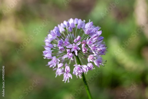 Flowers of an Allium suaveolens