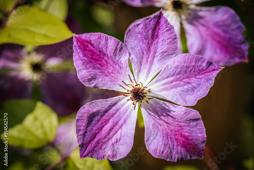 Close-up of two bright purple clematis flowers in full bloom with delicate veins and stamens. The sunlit petals stand out against the lush green background, creating a bright natural scene. photo