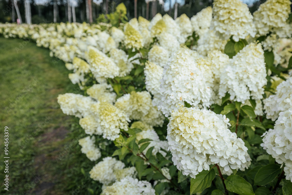 A bright field filled with blooming hydrangea pink and white flowers set against a backdrop of tall, lush green trees under a clear blue sky. The scene exudes peace, with ample copy space in the sky. A bright field filled with blooming hydrangea pink and white flowers set against a backdrop of tall, lush green trees under a clear blue sky. The scene exudes peace, with ample copy space in the sky.