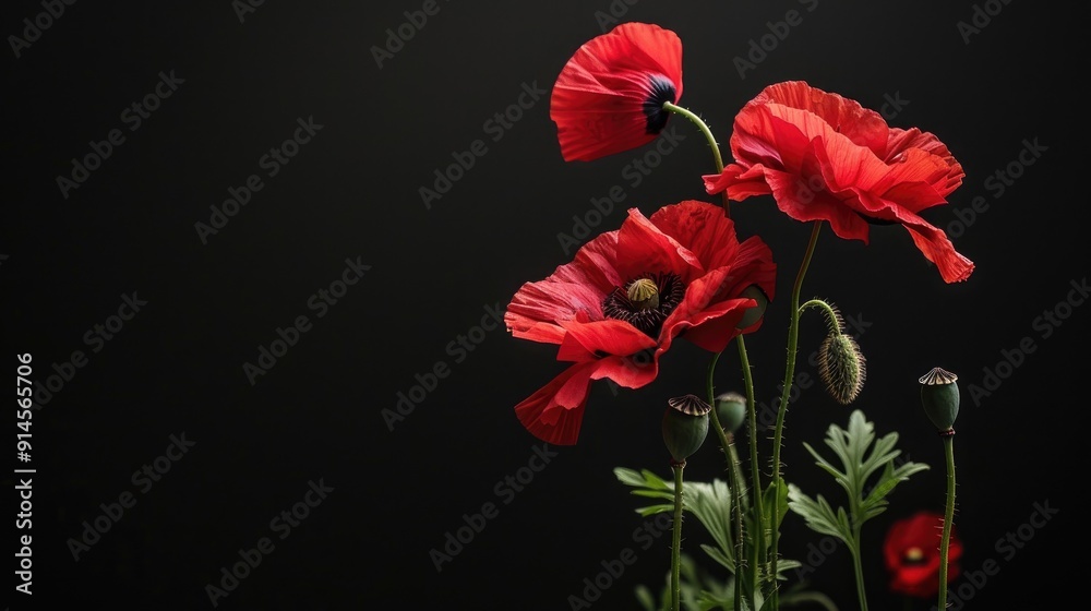 red poppies on a black background red poppies on a black background