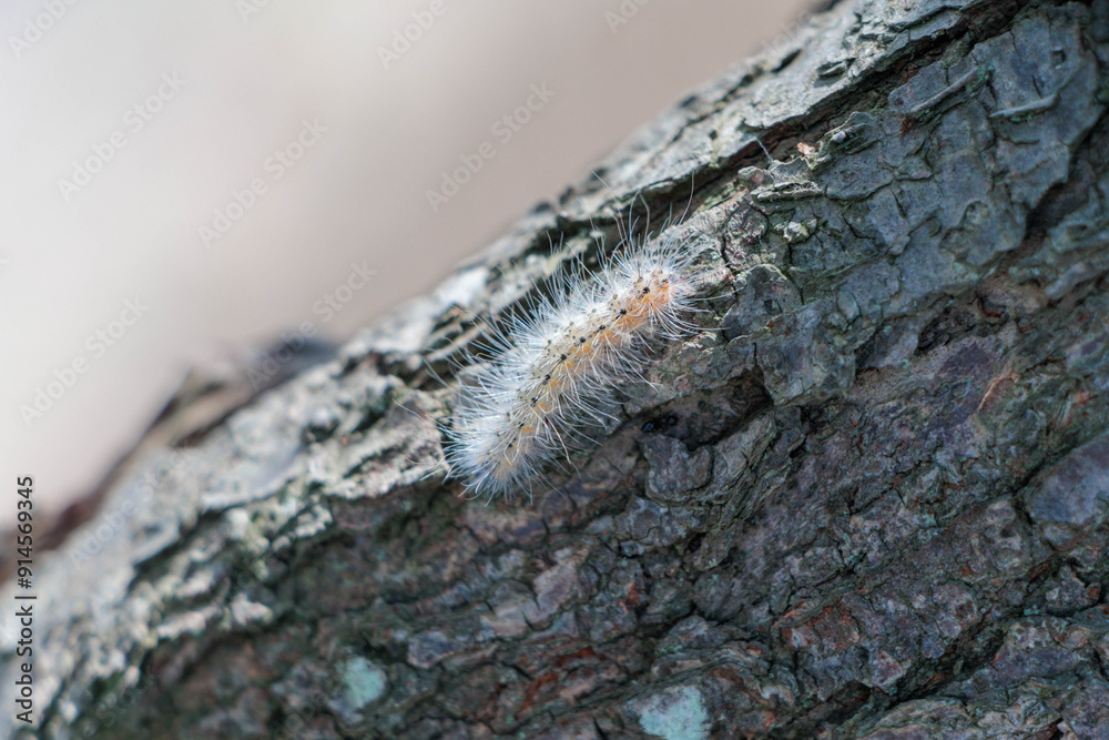 Obraz premium 木の上を移動する白い毛虫