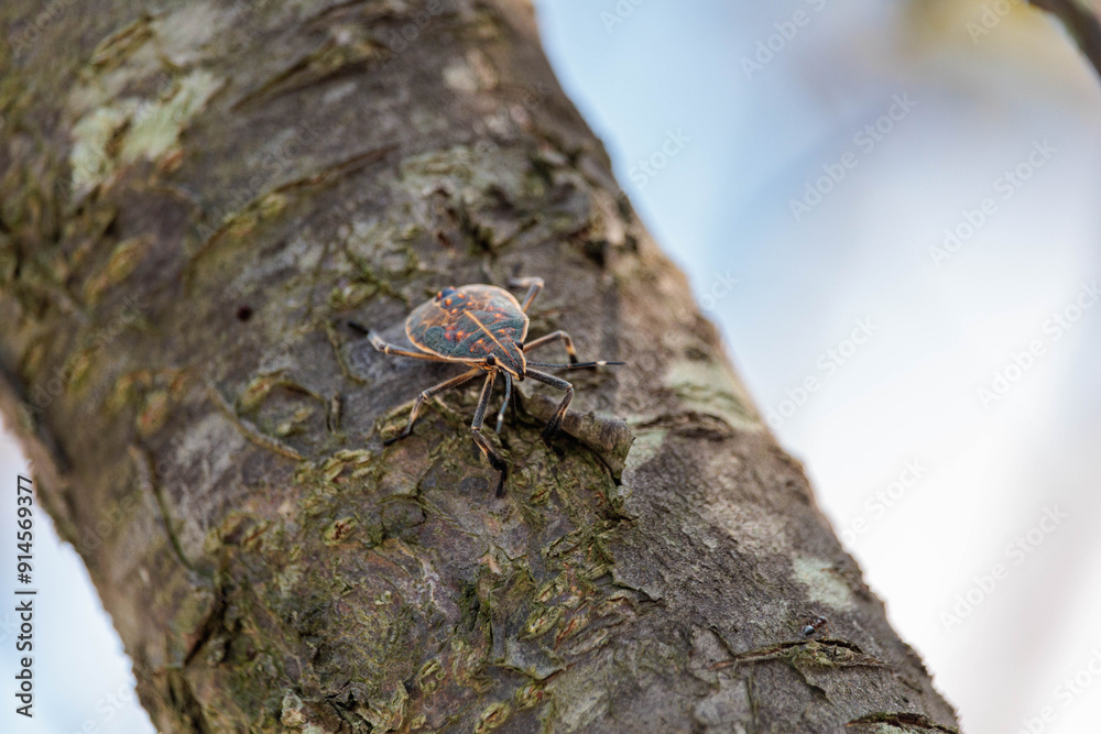 木を登るカメムシ 木を登るカメムシ