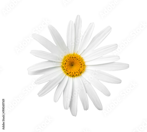 White Daisy (Marguerite). Chamomile