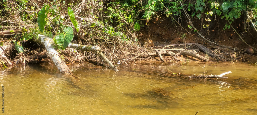 Obraz premium clear water river on the coast in ubatuba on itamambuca beach