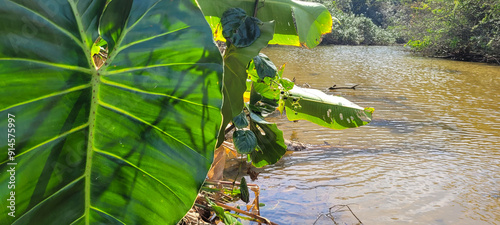 tropical green foliage with abstract lines photo